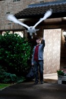 harry potter and owl from deathly hallows