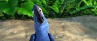 Blu the macaw in a scene from the movie Rio