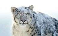 the snow leopard that appears on the Apple Mac OS X box wallpaper