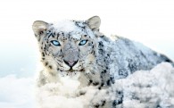 the snow leopard that appears on the Mac OS X box wallpaper