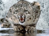 an angry snow leopard crouches and snarls in the winter snow wallpaper picture