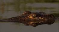 head of a crocodile peeking out above the water wallpaper