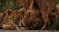 lion cubs with their mother wallpaper
