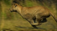 a lioness running at full speed wallpaper