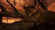 a lion (lioness) in a tree at sunset wallpaper