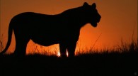 a lioness at sunset on the plains wallpaper