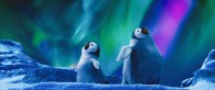Erik the young penguin under the aurora australis in the 2011 movie Happy Feet Two wallpaper