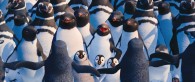 the dancing and singing penguins in the 2011 movie Happy Feet Two wallpaper picture